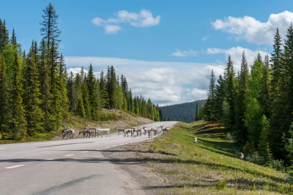 Group of reindeers crossing a road surrounded by lush green forests under a blue sky in Lappland, Sweden, showcasing the natural wildlife and scenic landscapes perfect for road trips and animal sightings.