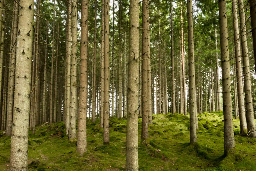 Serene view of a dense pine forest with sunlit mossy floor in Boras, Sweden, ideal for nature tours and peaceful walks