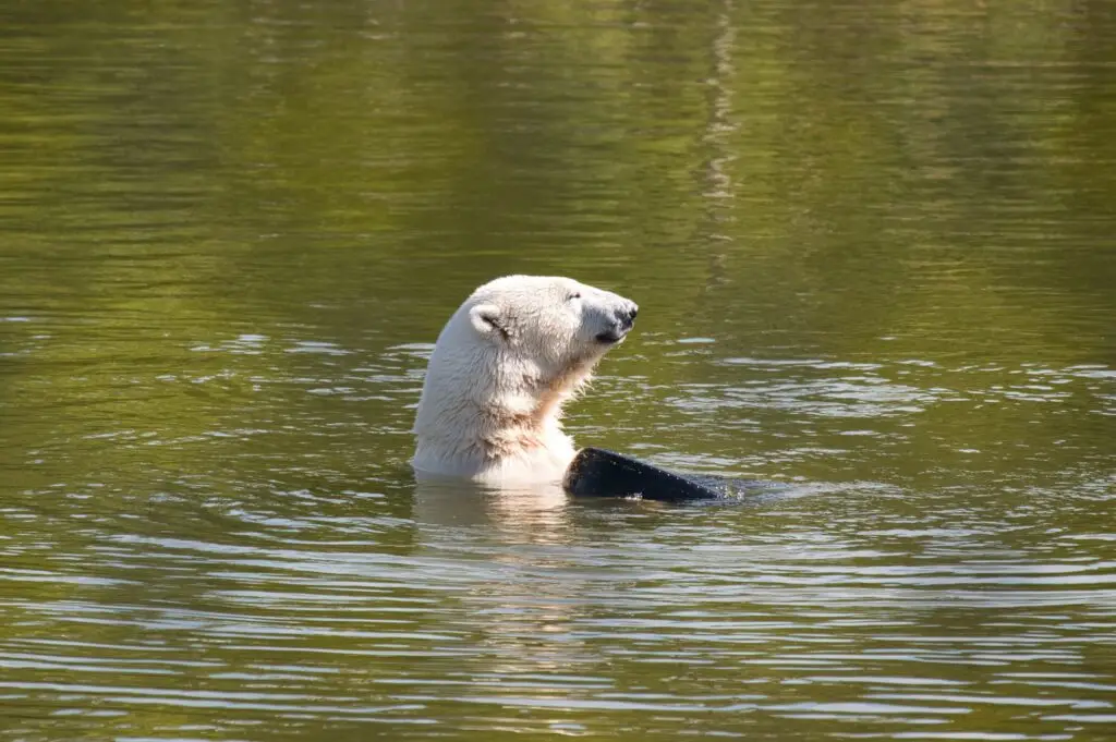 Polar bear swimming in clear water at the Predator Park in Orsa, Sweden, highlighting wildlife tourism in Scandinavia.